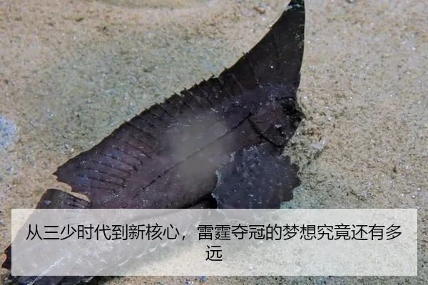 从三少时代到新核心，雷霆夺冠的梦想究竟还有多远
